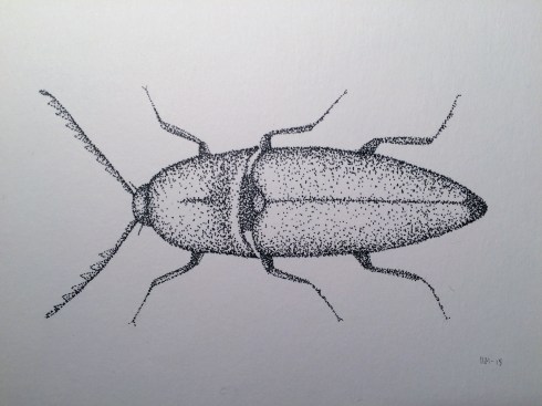 Rødlistet 7 (Keisersmeller)